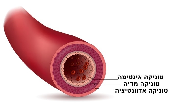 מערכת קרדיווסקולרית (לב, דם וכלי הדם) - קורס עזרה ראשונה - מלער