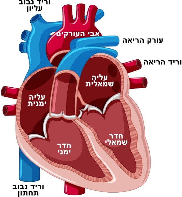 מערכת קרדיווסקולרית (לב, דם וכלי הדם) - קורס עזרה ראשונה - מלער
